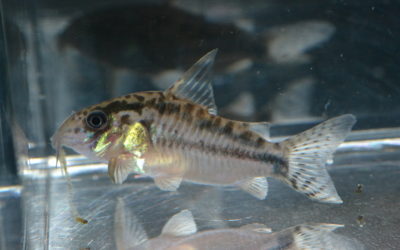 CエヴェリナエⅡ（コロンビア）