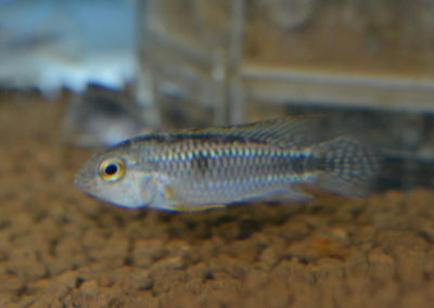 Aquarium Pescador アクアリュウム ペスカドール