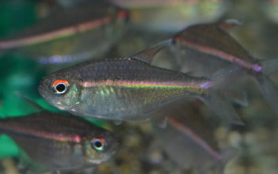 ピンキーテトラ（コロンビア）