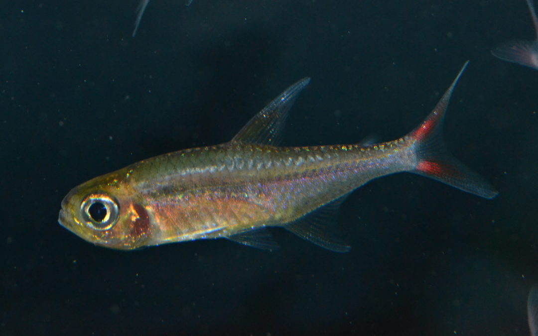 ウォルターレッドテトラ