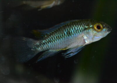 Ap　トリファスキアータ