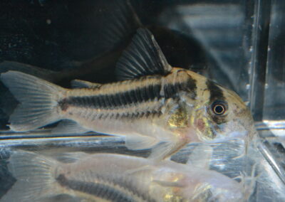 Cブロードバンド・アクセルロディ