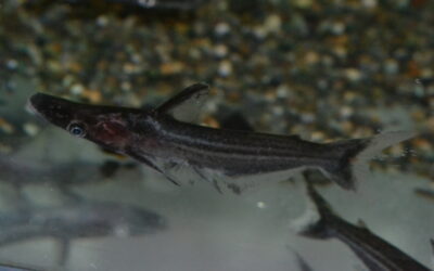 ストライプ・ドルフィンキャット