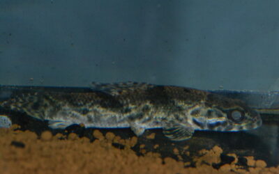 タライロン（コロンビア）アイマラ