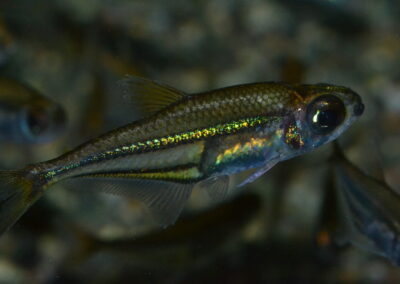 ヘテロカラックス（コロンビア）