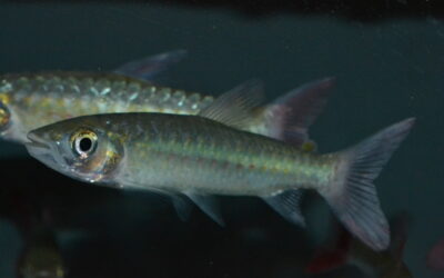 スポットピンクテールカラシン（コロンビア）