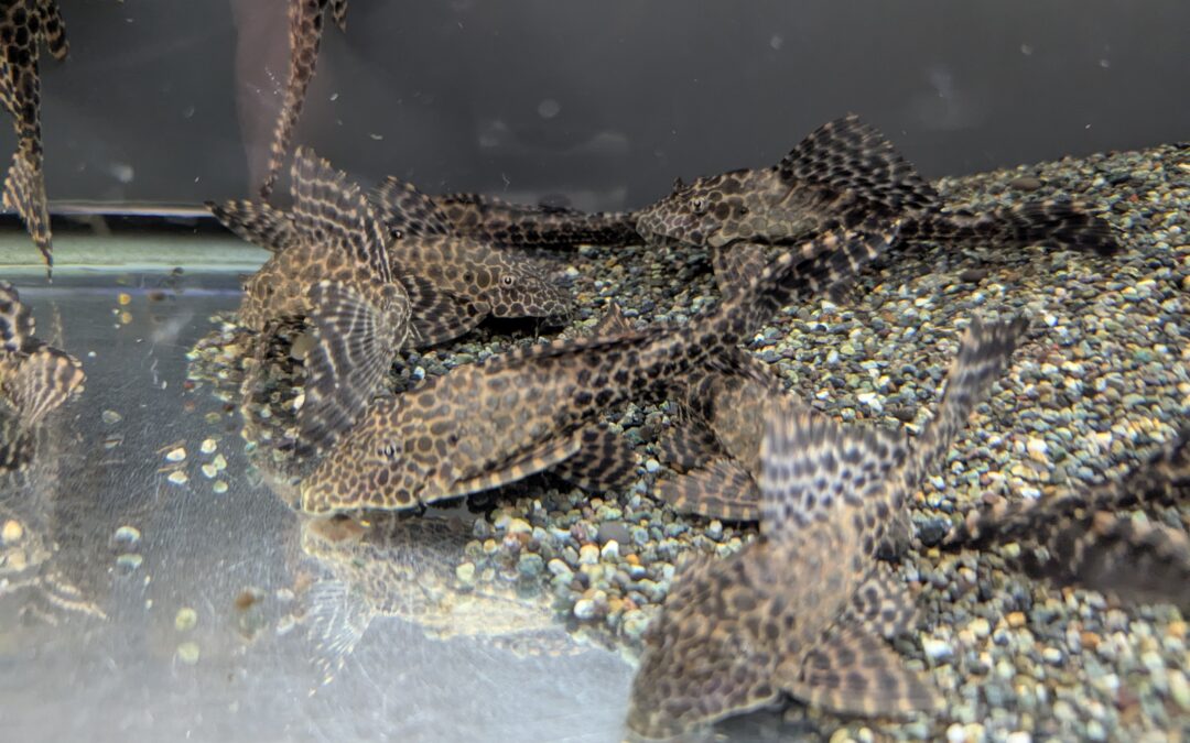 ワイルド・セルフィンプレコ（コロンビア）