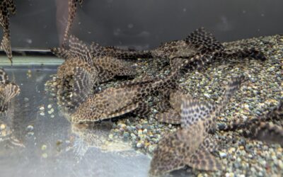 ワイルド・セルフィンプレコ（コロンビア）