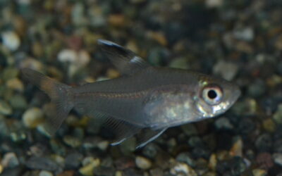 Hy　コペランディ