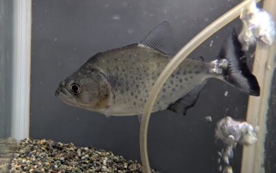 ブラックピラニア（リオ　ネグロ）