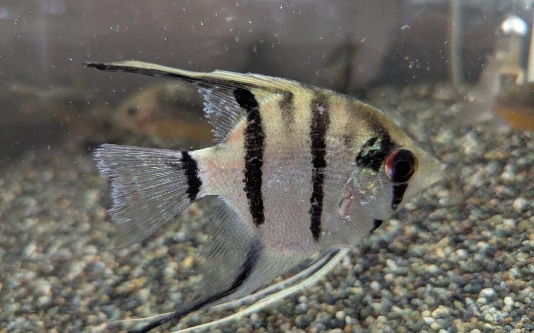 スカラレエンゼル（コロンビア）