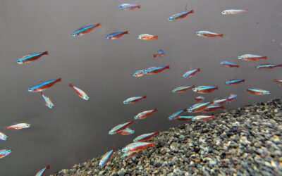 プラチナ・カージナルテトラ（リオ　ネグロ）