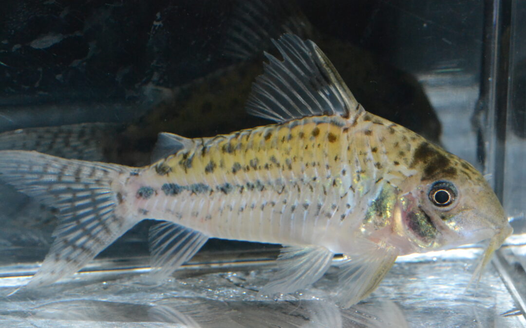 C　cf　オルフノプテルス