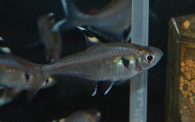 Hy　Sp　シングー①