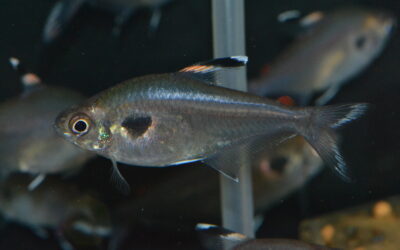 Hy　Sp　シングー②