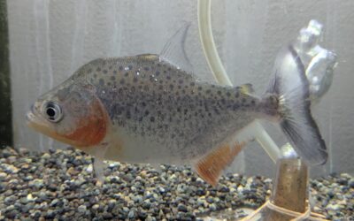 ピラニア・サンチェシー（ペルー）