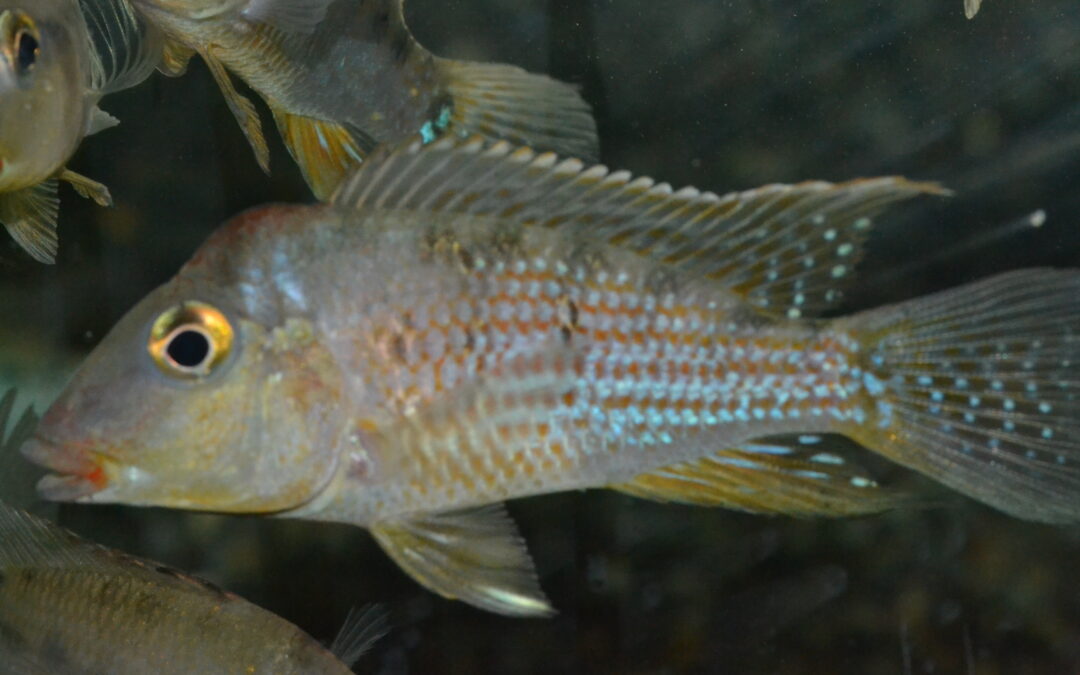 ゲオファーグス・スタインダックネリー