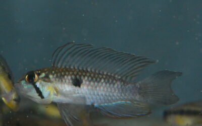 Ap　cf　ウアウペシー