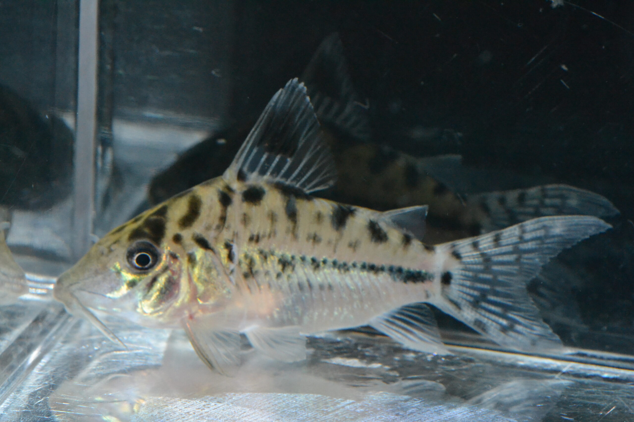 Cロングノーズ・エヴェリナエ（リオ　ブランコ）オリジナル