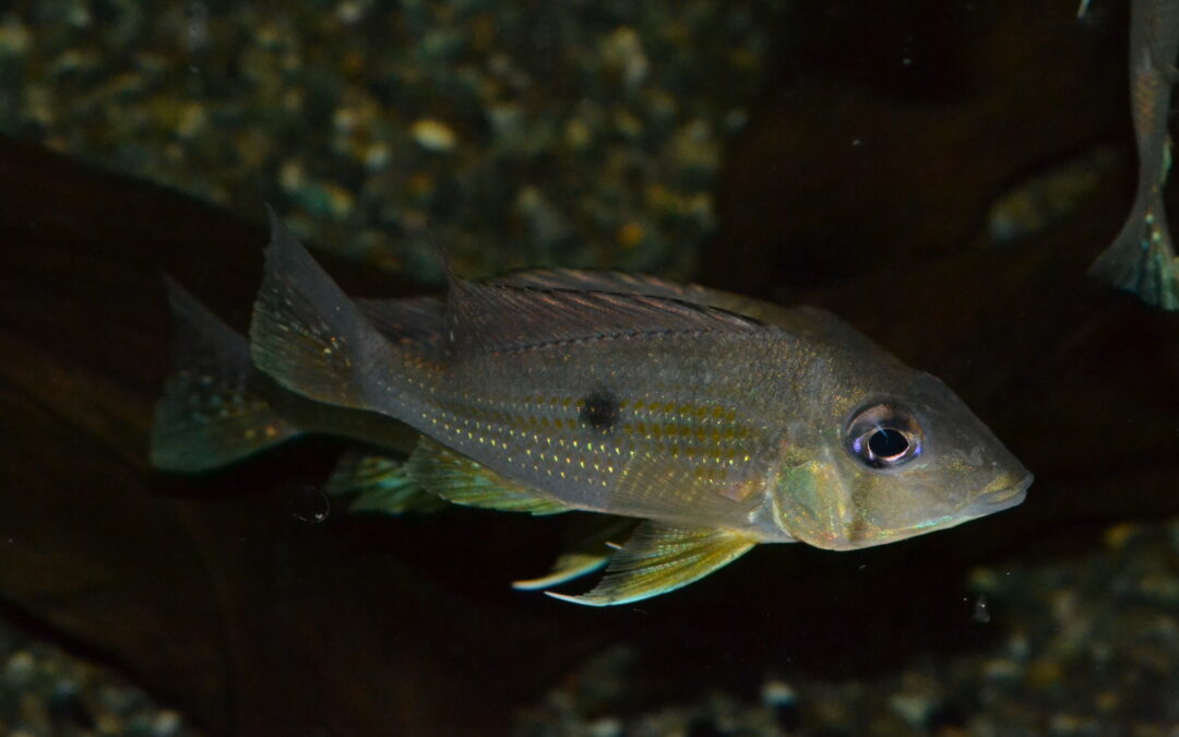 ゲオファーグス・タエニオパレイウス（ワイルド）