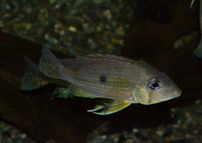 ゲオファーグス・タエニオパレイウス（ワイルド）