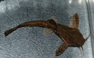 バンジョーキャット（コロンビア）