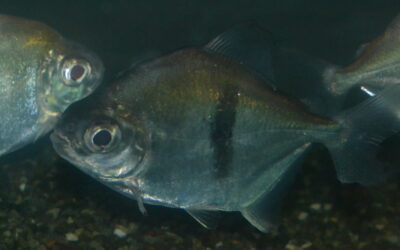 ブラックバンデッド・メチニス（コロンビア）