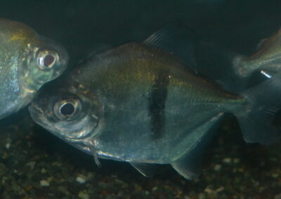 ブラックバンデッド・メチニス（コロンビア）