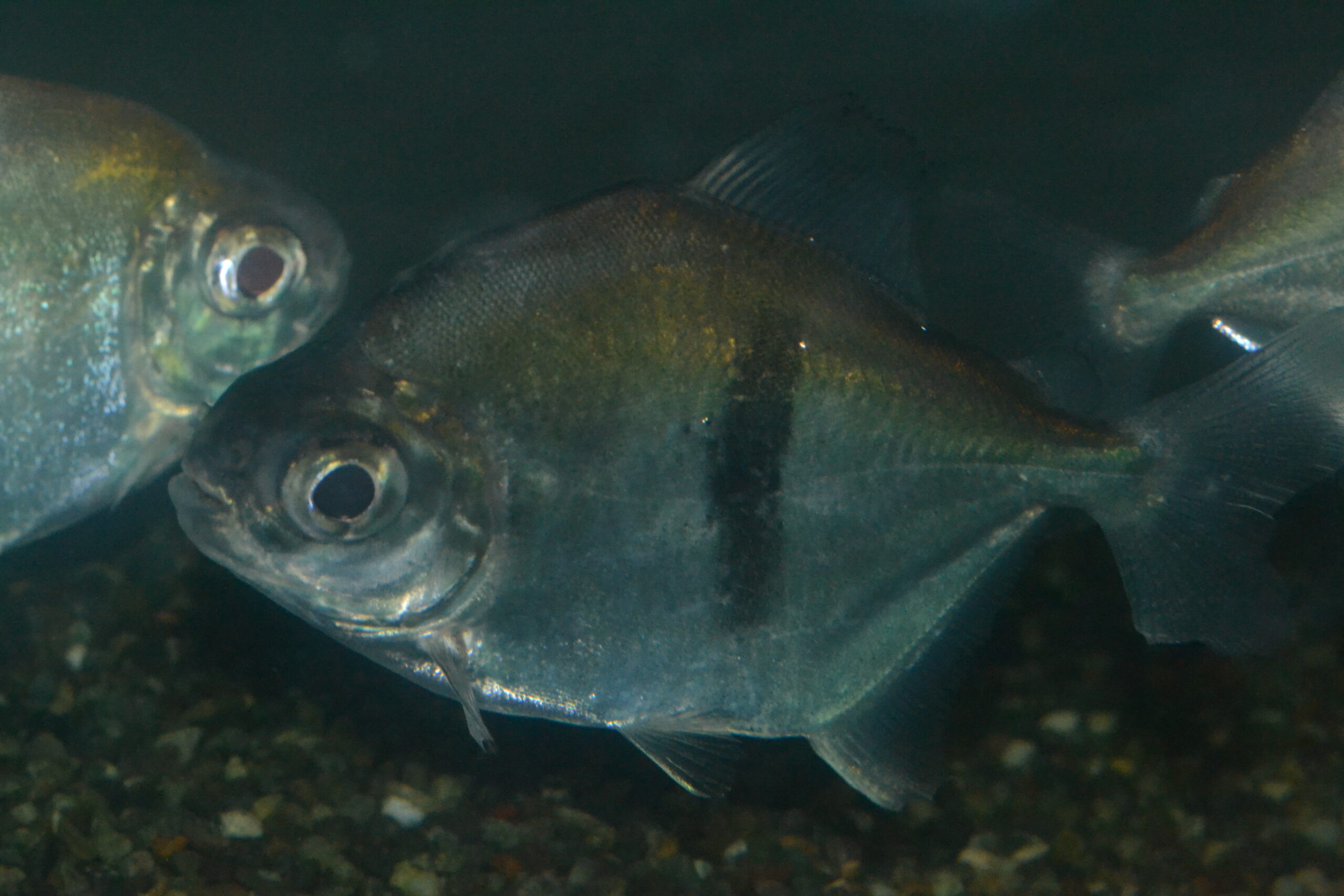 ブラックバンデッド・メチニス（コロンビア） | Aquarium Pescador