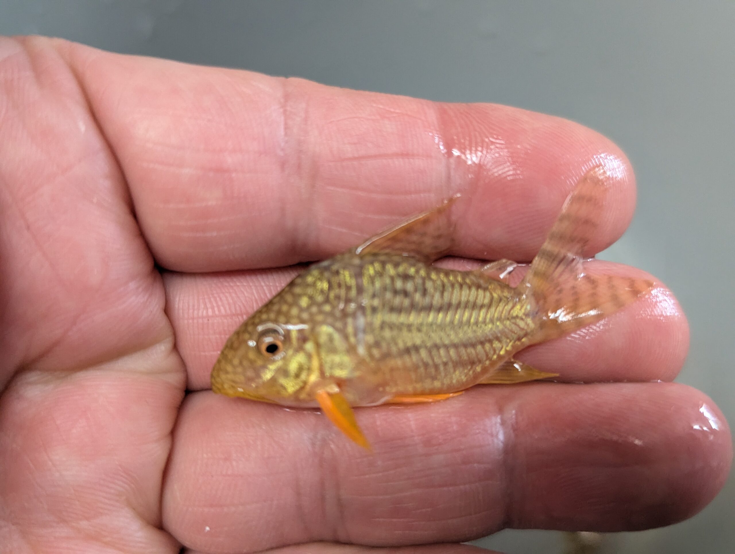 2025年8月8日（金）最新入荷情報（オリジナルダイレクト便