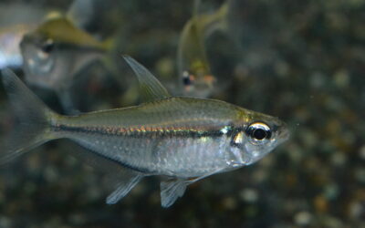 モンクホーシャ・コンスピクア（リオ　タパジョス）