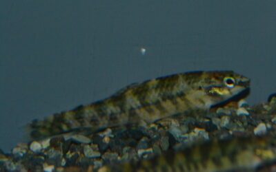 トリカラージェットダーターテトラ（リオ　ジャマンシン）