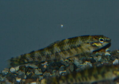 トリカラージェットダーターテトラ（リオ　ジャマンシン）