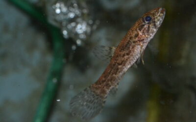 ブラックタライロン（スリナム）