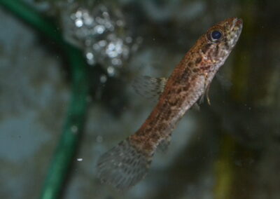 ブラックタライロン（スリナム）