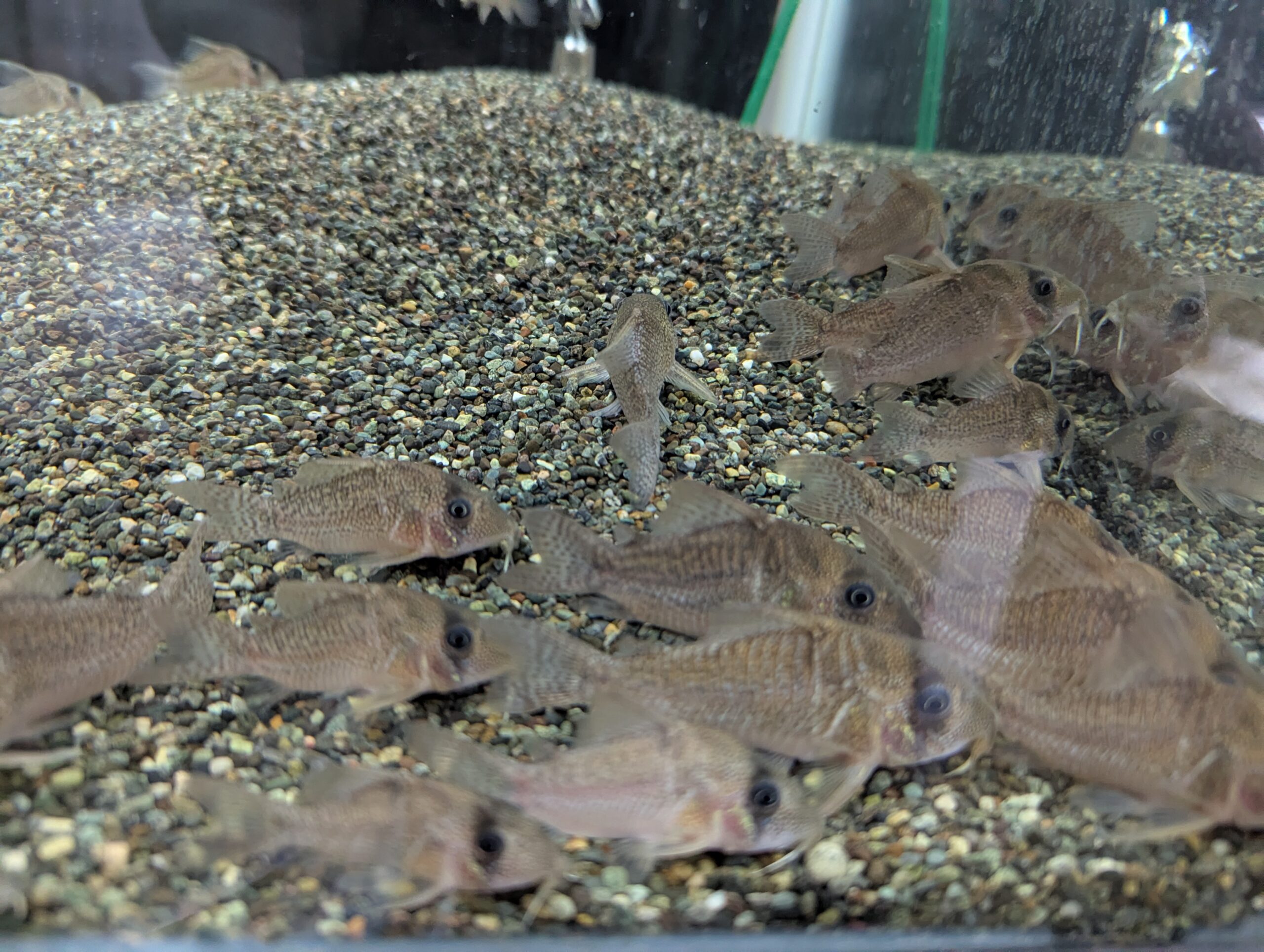 Cイエローアンチェスター