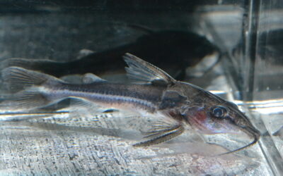 ロングノーズ・オプソドラス