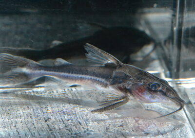 ロングノーズ・オプソドラス