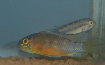 Ap　アタフアルパ（ナウタ）