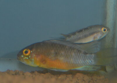 Ap　アタフアルパ（ナウタ）