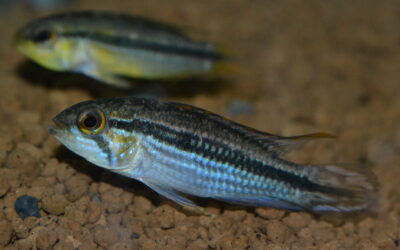 Ap　アガシジィ（テフェ）