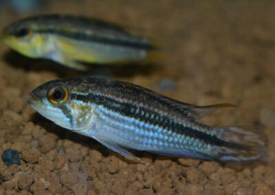 Ap　アガシジィ（テフェ）