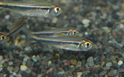 Hy　cf　アグルファ（リオ　ベニ　ボリビア）