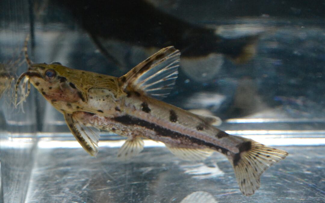 アンブリドラス（ネグロ）