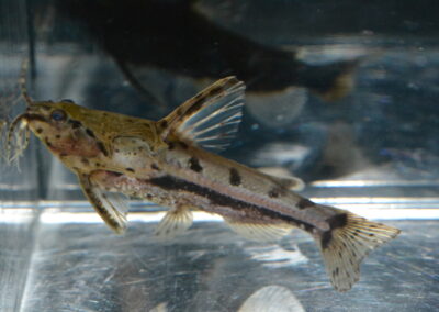 アンブリドラス（ネグロ）