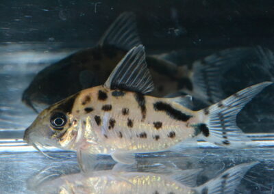 Cロングノーズ・エヴェリナエ（オリジナルタイプ）