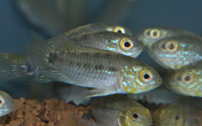 Ap　リンケイ（リオ　マモレ）