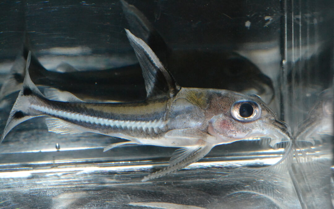 ホワイトライン・コンコルドキャット（ペルー）