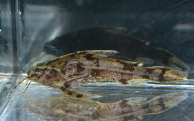 アンブリドラス（アクレ）