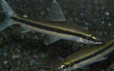 ラエモリータ・タエニアータス